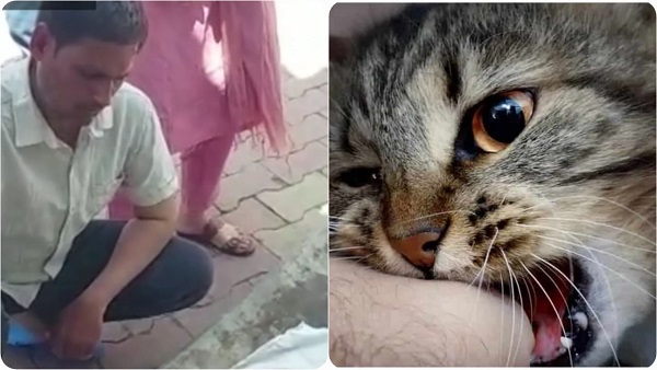 Damoh: बिल्ली के हमले से 2 माह की मासूम बच्ची की दर्दनाक मौत