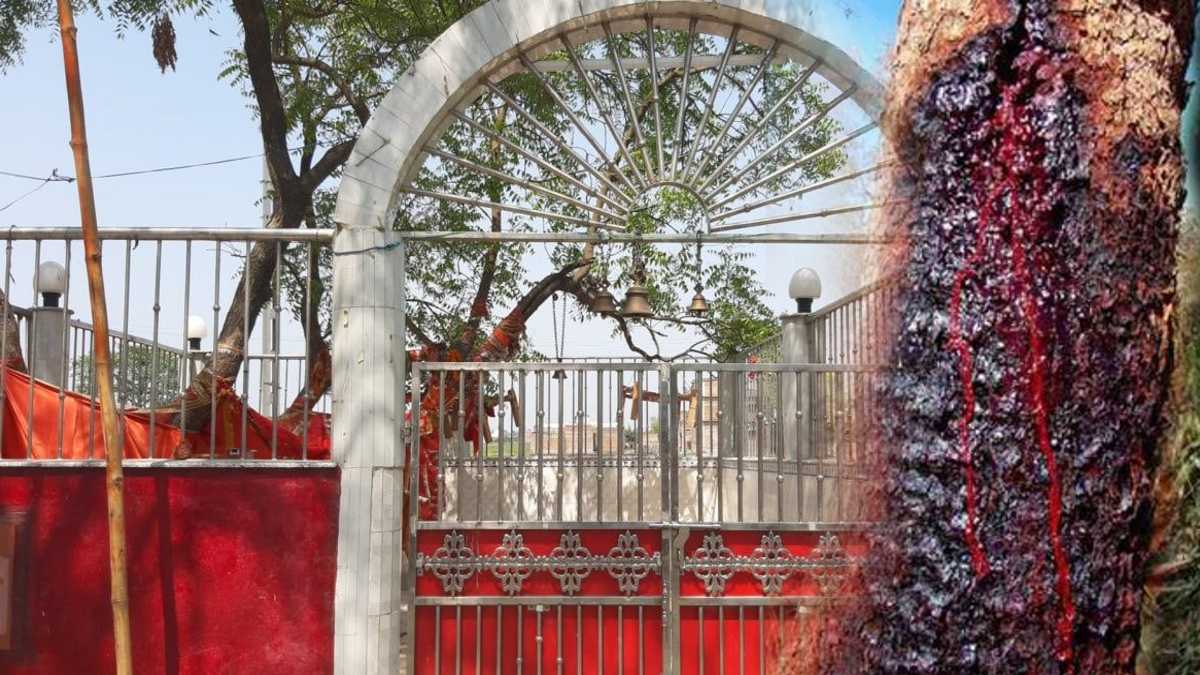 Temple In Bihar Budhiya Mai Mandir Saran Unique Beliefs And Tradition News Hindi Temple In Bihar Budhiya Mai Mandir Saran Unique Beliefs And Tradition News Hindi