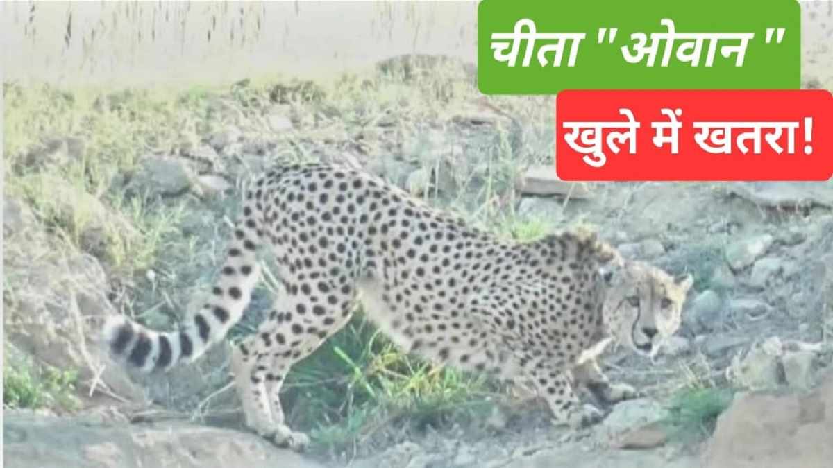 कूनो से भागे चीते को था जान का खतरा! तेंदुआ समझ लोग कर सकते थे हमला कूनो से भागे चीते को था जान का खतरा! तेंदुआ समझ लोग कर सकते थे हमला