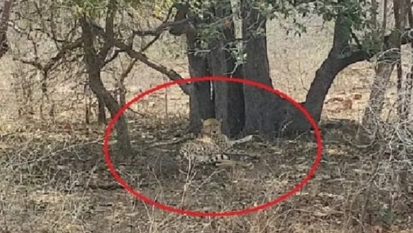 Kuno: चीता ओबान की गर्लफ्रेंड ‘आशा भी बफर जोन में वापस लौटी