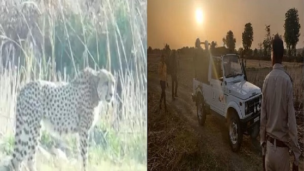 कूनोः जंगल से भागे चीते ओवान का शिवपुरी जिले से किया रेस्क्यू, वापस कूनो पहुंचा