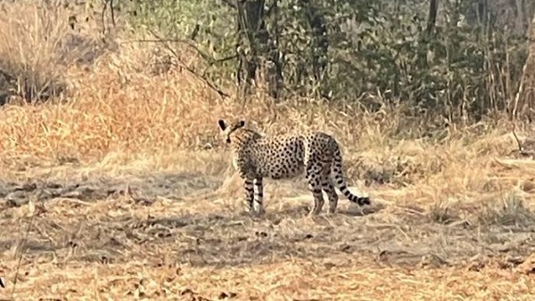 कूनोः चीता के बाद अब मादा चीता आशा भी कोर जोन से बाहर निकली