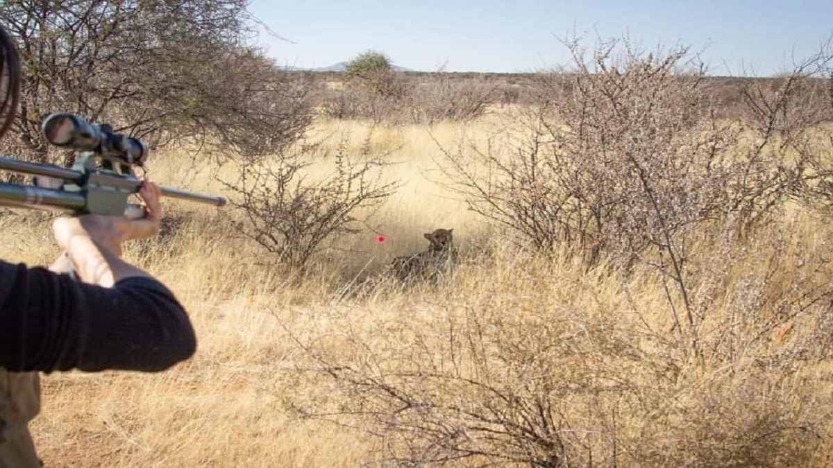 चीते पवन की जान को खतरा दिखा तो विशेषज्ञों ने कर लिया रेस्क्यू, बेहोश कर Kuno ले गए चीते पवन की जान को खतरा दिखा तो विशेषज्ञों ने कर लिया रेस्क्यू, बेहोश कर Kuno ले गए