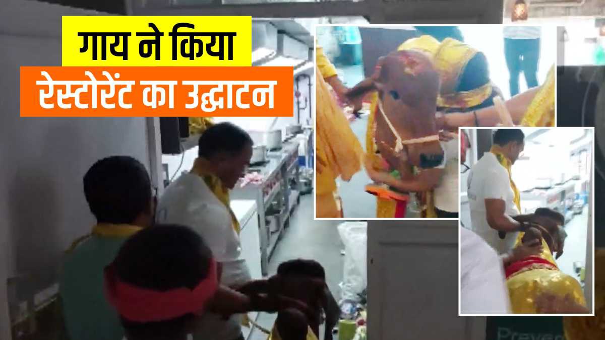 चीफ गेस्ट बनकर आई गाय ने रेस्टोरेंट का किया उद्घाटन चीफ गेस्ट बनकर आई गाय ने रेस्टोरेंट का किया उद्घाटन