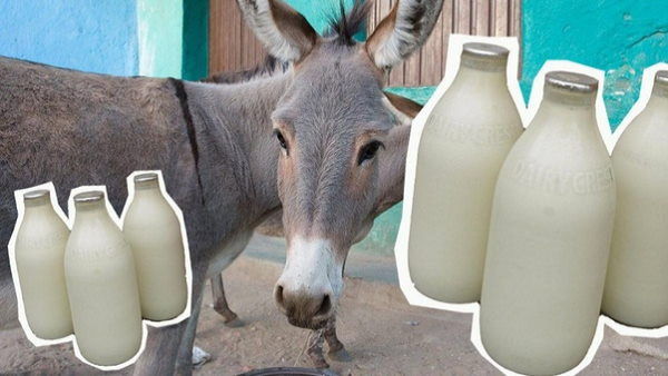 bjp mp Maneka Gandhi Says Soap Made Of Donkeys Milk Makes Women Beautiful know benefits of Donkeys Milk