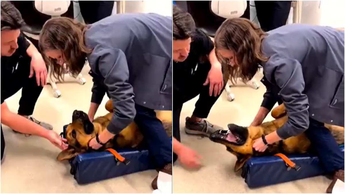 Dog Chocking on Toy