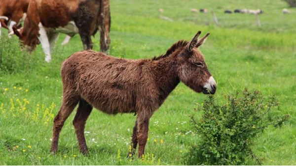 bjp mp Maneka Gandhi Says Soap Made Of Donkeys Milk Makes Women Beautiful know benefits of Donkeys Milk