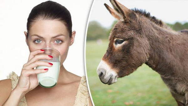 bjp mp Maneka Gandhi Says Soap Made Of Donkeys Milk Makes Women Beautiful know benefits of Donkeys Milk