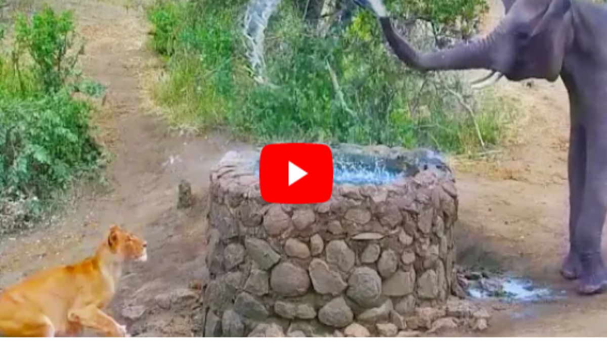 elephant scared lioness