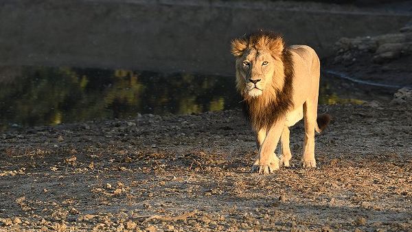 शेर को दिखाई औकात