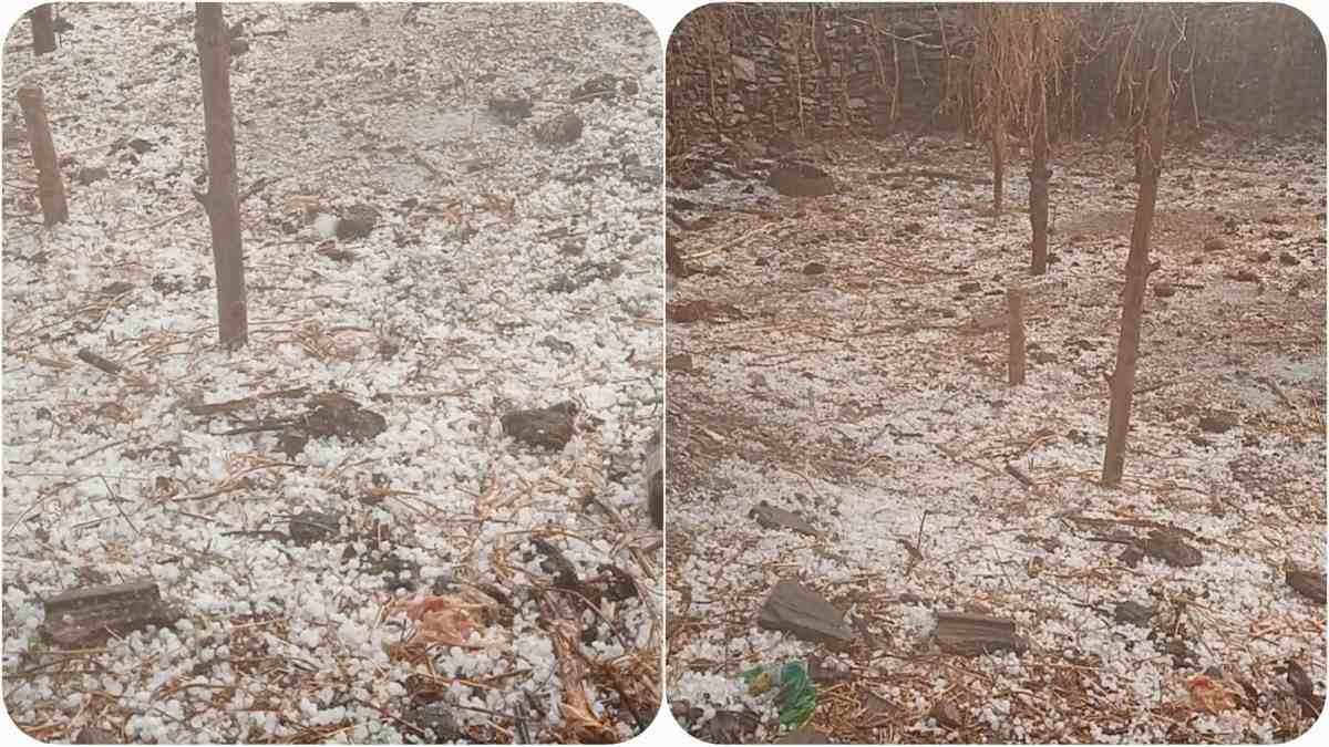 ओलावृष्टि से किसानों को नुकसान, तूफान से आम की फसल बर्बाद