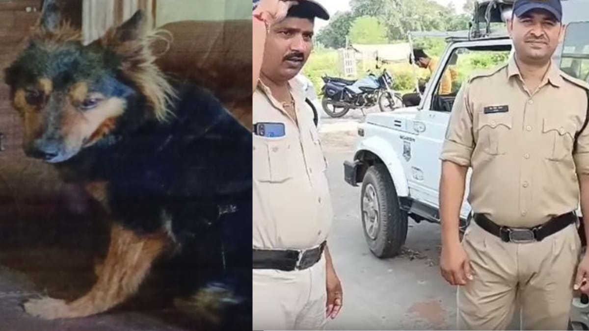 IAS pet dog missing