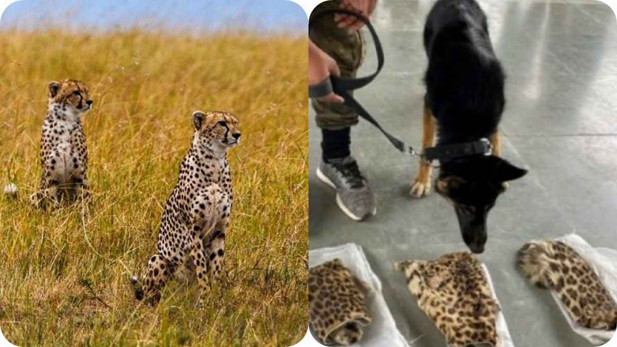 Kuno: चीतों की सुरक्षा के लिए कमांडो ट्रेनिंग लेकर लौटी illu