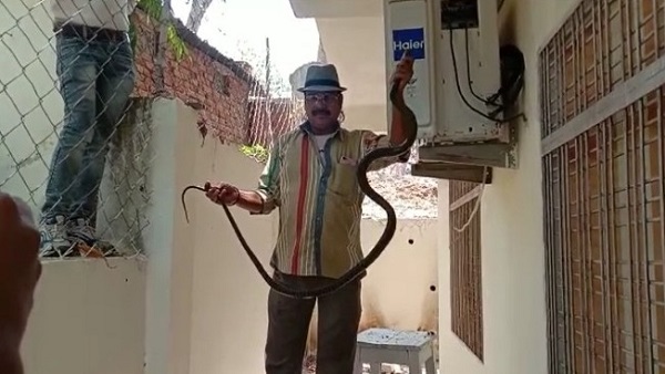 नागराज को लगा AC का चस्का, ठंडक के लिए अंदर ही घुस गए!