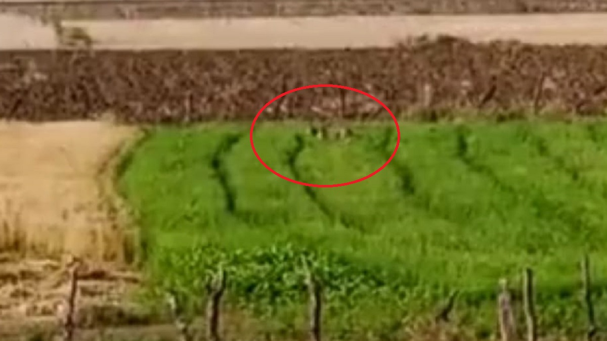 सड़क पर घूम रहा था चीता ओबान, ने देखा तो होश उड़ गए