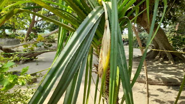Lakhimpur Crowd gathered to see Ketiki flower blooming in the courtyard of ancient Shiva temple Lakhimpur Crowd gathered to see Ketiki flower blooming in the courtyard of ancient Shiva temple