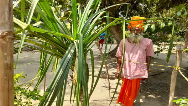 Lakhimpur Crowd gathered to see Ketiki flower blooming in the courtyard of ancient Shiva temple Lakhimpur Crowd gathered to see Ketiki flower blooming in the courtyard of ancient Shiva temple