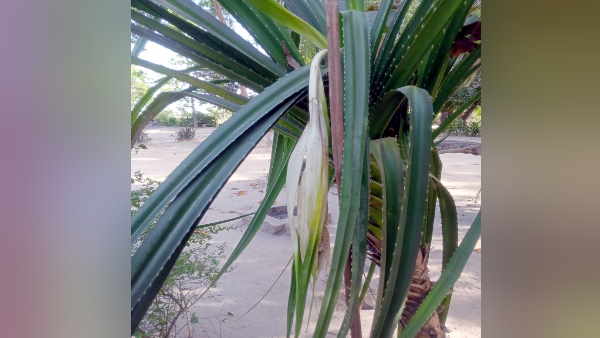 Lakhimpur Crowd gathered to see Ketiki flower blooming in the courtyard of ancient Shiva temple Lakhimpur Crowd gathered to see Ketiki flower blooming in the courtyard of ancient Shiva temple