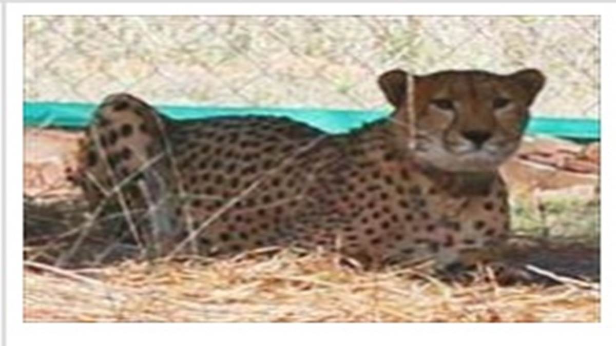 Kuno: चीते उदय की मौत के पीछे हार्ट अटैक बना मौत का कारण Kuno: चीते उदय की मौत के पीछे हार्ट अटैक बना मौत का कारण