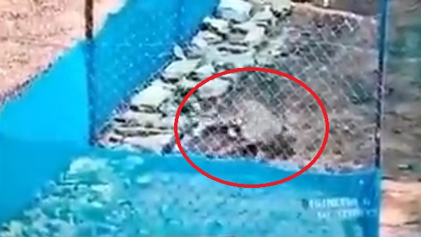 Kuno: चीते उदय की मौत के पीछे हार्ट अटैक बना मौत का कारण Kuno: चीते उदय की मौत के पीछे हार्ट अटैक बना मौत का कारण