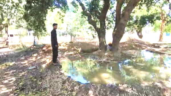 unique litchi of Gorakhpur exported to Dubai and London know about very special litchi in Ramnagar