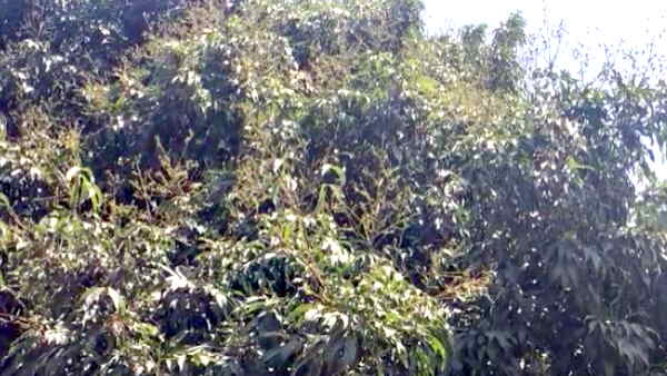 unique litchi of Gorakhpur exported to Dubai and London know about very special litchi in Ramnagar