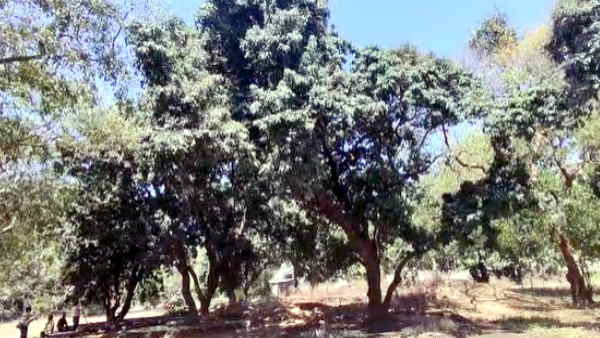 unique litchi of Gorakhpur exported to Dubai and London know about very special litchi in Ramnagar