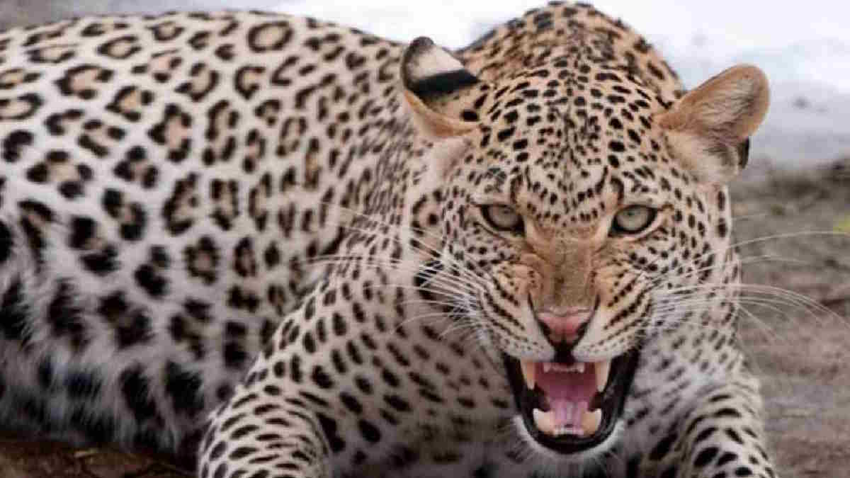 Bijnor News Bijnor News