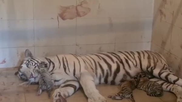 Mira White Tiger 3 cubs born