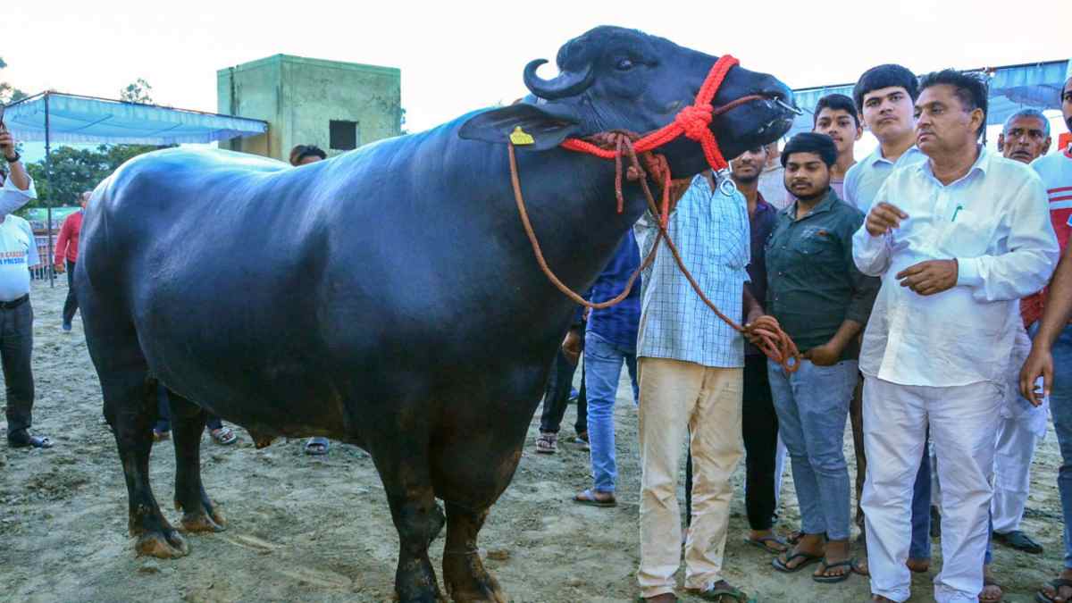 Muzaffarnagar Buffalo market Muzaffarnagar Buffalo market
