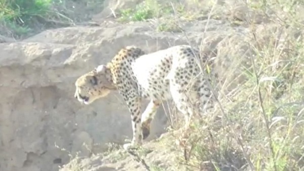 Cheetah Ovaan Cheetah Ovaan