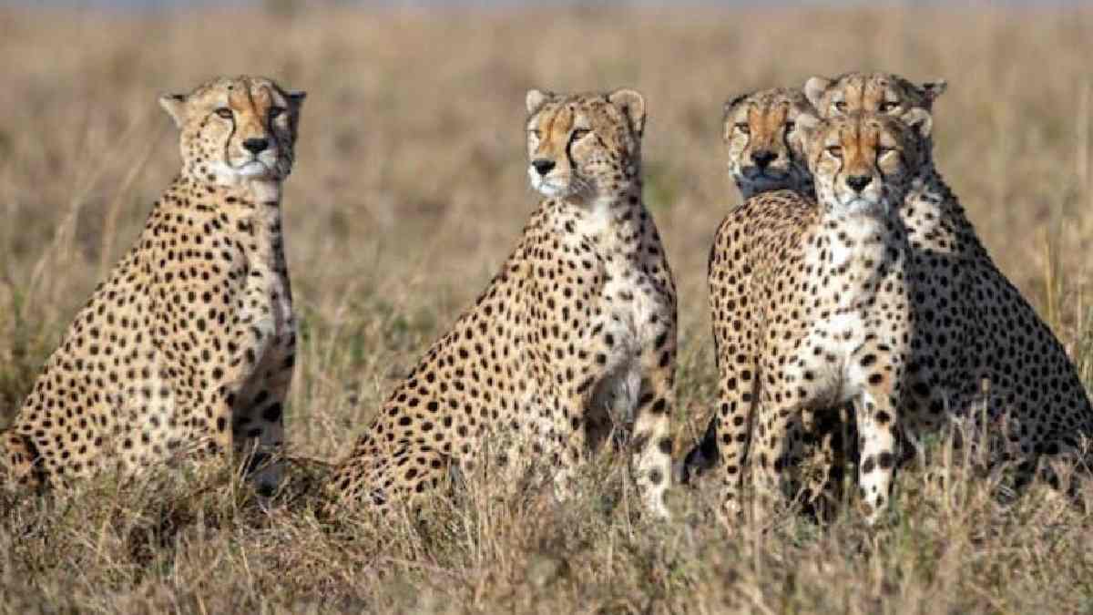Kuno:भारत की धरती पर जन्में ‘चीतों के आप भी रख सकते हैं नाम Kuno:भारत की धरती पर जन्में ‘चीतों के आप भी रख सकते हैं नाम