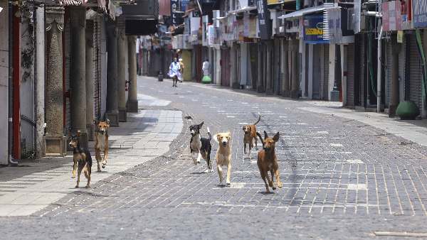 Solution of stray dogs is necessary, these animals are emerging as a big problem in the country