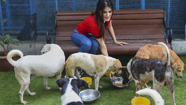 Solution of stray dogs is necessary, these animals are emerging as a big problem in the country