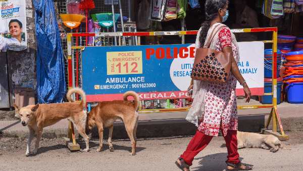 Solution of stray dogs is necessary, these animals are emerging as a big problem in the country