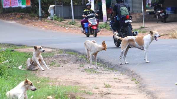 Solution of stray dogs is necessary, these animals are emerging as a big problem in the country