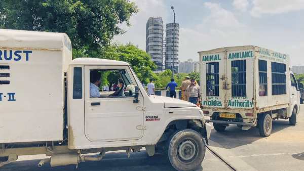 Solution of stray dogs is necessary, these animals are emerging as a big problem in the country