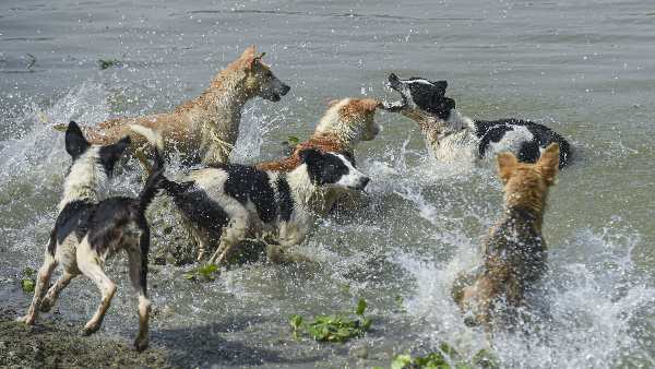 Solution of stray dogs is necessary, these animals are emerging as a big problem in the country