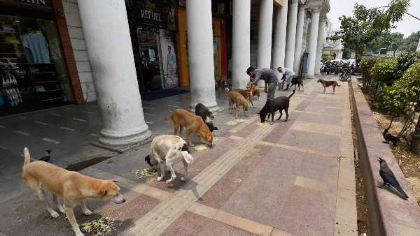 Solution of stray dogs is necessary, these animals are emerging as a big problem in the country