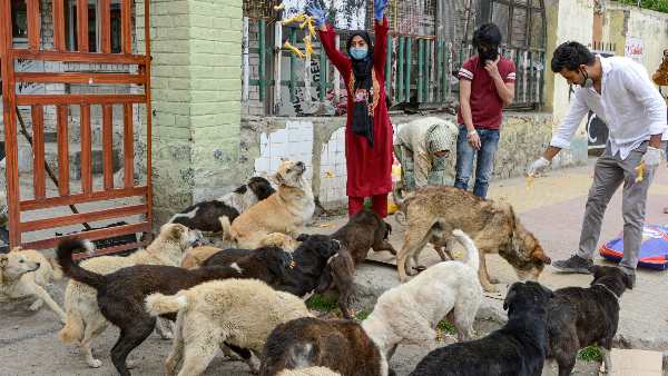 Solution of stray dogs is necessary, these animals are emerging as a big problem in the country