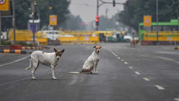 Solution of stray dogs is necessary, these animals are emerging as a big problem in the country