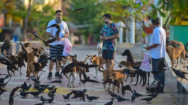 Solution of stray dogs is necessary, these animals are emerging as a big problem in the country