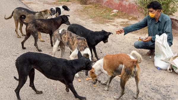 Solution of stray dogs is necessary, these animals are emerging as a big problem in the country