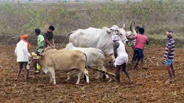 To save farmers and agriculture from the effects of El Nino, the Central Government has prepared a special plan, in constant contact with the Indian Meteorological Department