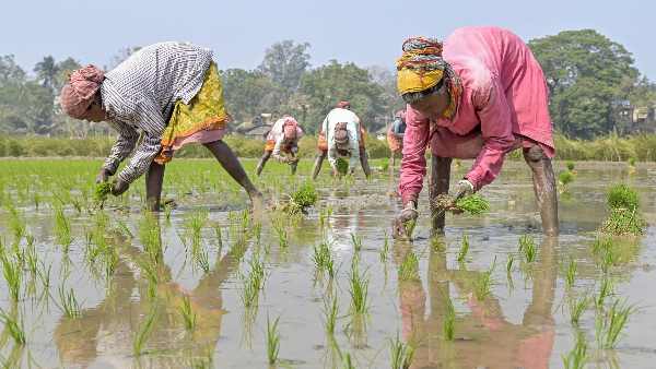 To save farmers and agriculture from the effects of El Nino, the Central Government has prepared a special plan, in constant contact with the Indian Meteorological Department