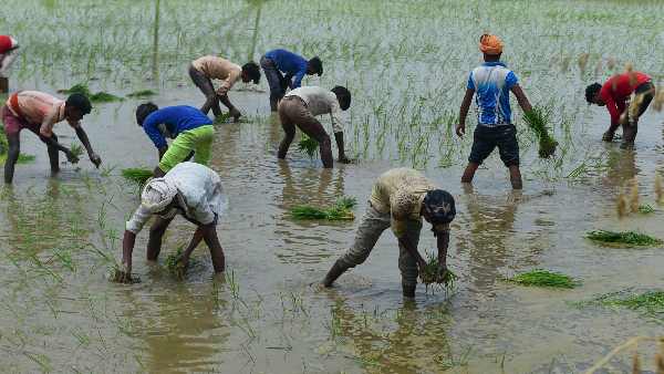 To save farmers and agriculture from the effects of El Nino, the Central Government has prepared a special plan, in constant contact with the Indian Meteorological Department