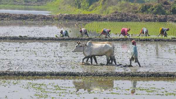 To save farmers and agriculture from the effects of El Nino, the Central Government has prepared a special plan, in constant contact with the Indian Meteorological Department