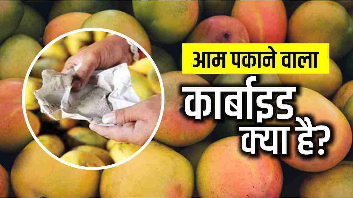 क्या होता है कार्बाइड, जिससे पकाए जाते हैं आम? Calcium carbide is