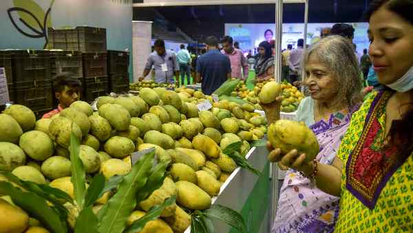 Calcium carbide is widely used to ripen mangoes, but it is a very dangerous substance, which is banned