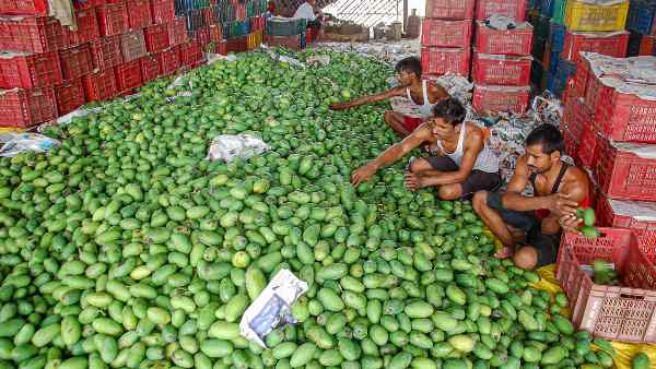 Calcium carbide is widely used to ripen mangoes, but it is a very dangerous substance, which is banned